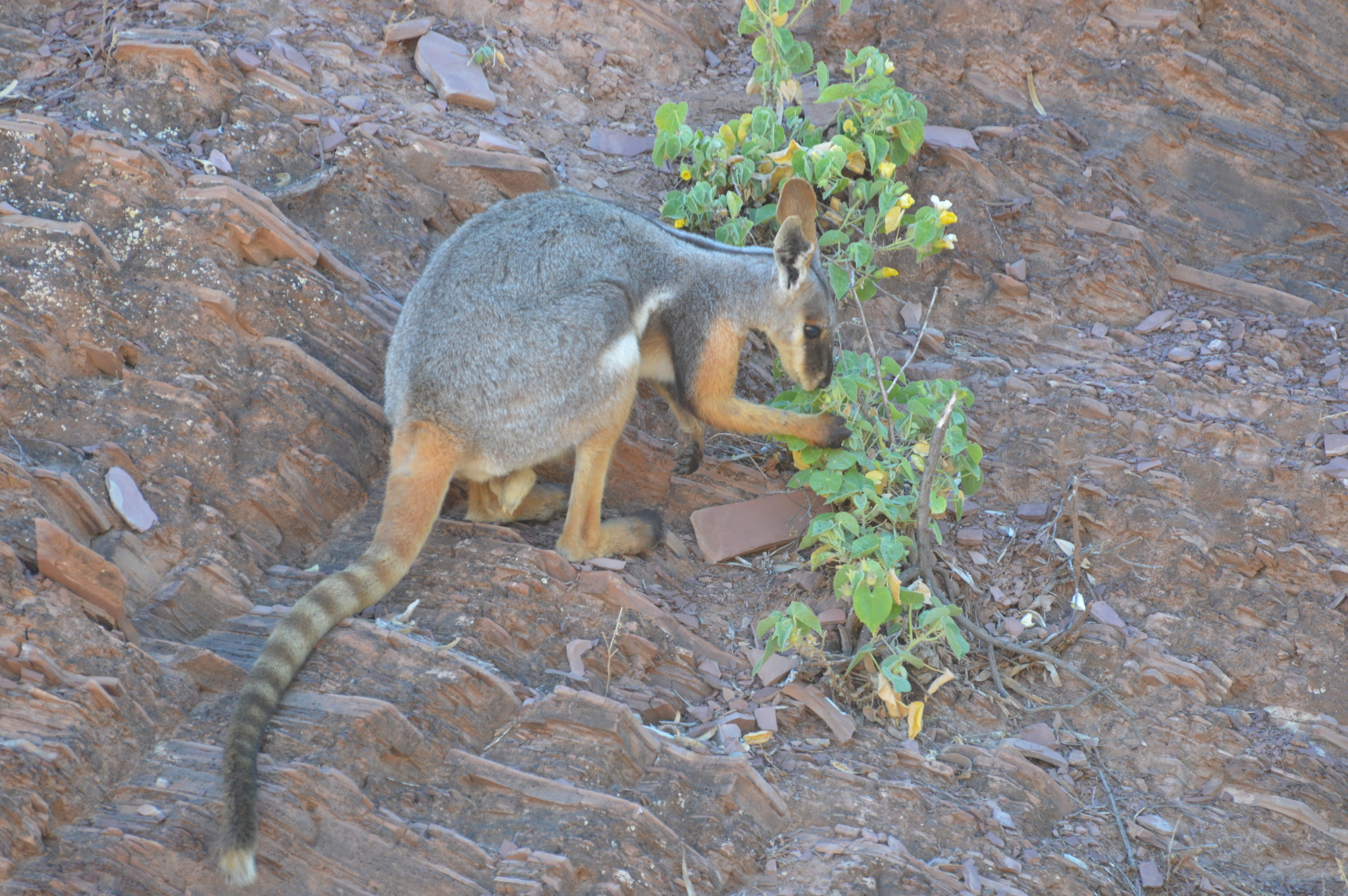 Black-flanked Rock-wallaby (Mammals of South Australia) · iNaturalist