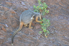 Petrogale xanthopus