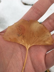 Bartheletia paradoxa