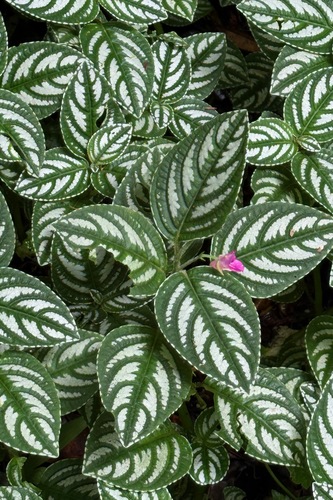 Marian's impatiens (Impatiens marianae)