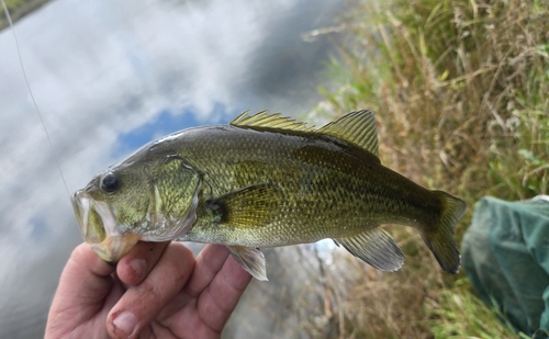 Largemouth Bass