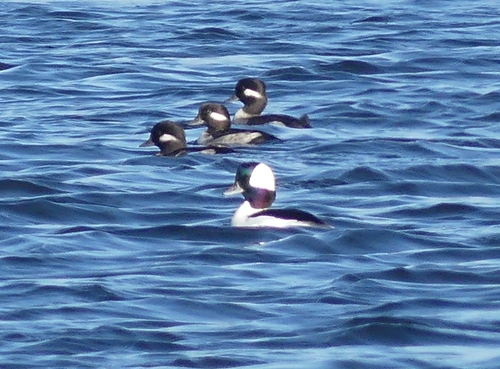 Bufflehead
