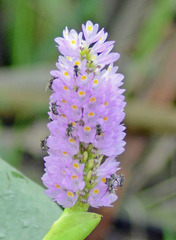 Pontederia sagittata