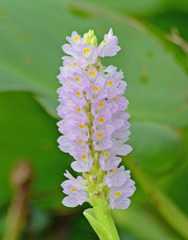 Pontederia sagittata