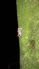 Pristimantis brevicrus