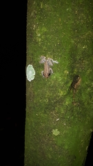 Pristimantis brevicrus