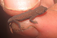 Lygodactylus ocellatus