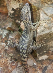 Pseudocordylus melanotus