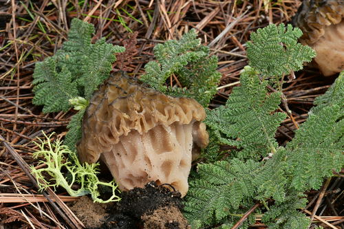 Natural Black Morel