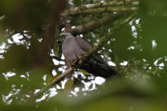 Columba elphinstonii