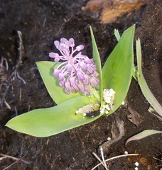 Ledebouria sandersonii