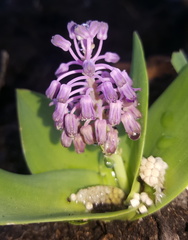Ledebouria sandersonii
