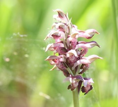 Anacamptis coriophora fragrans