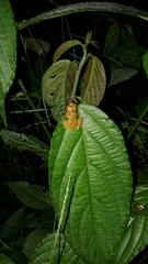 Pristimantis lacrimosus