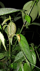 Pristimantis lacrimosus