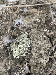 Xanthoparmelia wyomingica