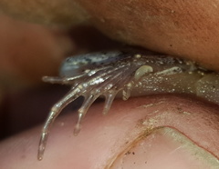 Tomopterna natalensis