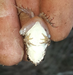 Tomopterna natalensis