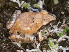 Tomopterna natalensis