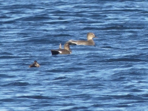 Gadwall