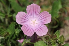 Malope malacoides