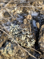 Xanthoparmelia wyomingica