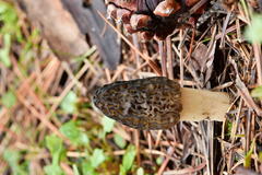 Morchella brunnea