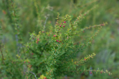 Berberis sibirica