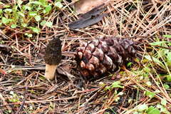 Morchella brunnea