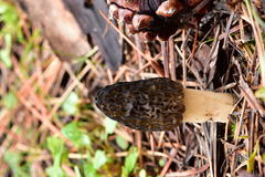 Morchella brunnea