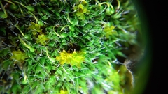 Syntrichia montana