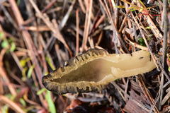 Morchella brunnea