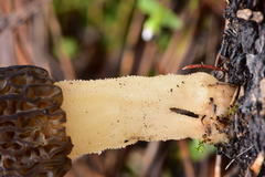 Morchella brunnea