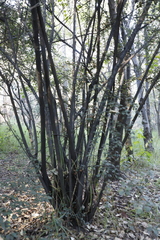 Cotoneaster pannosus