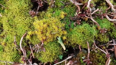 Syntrichia montana