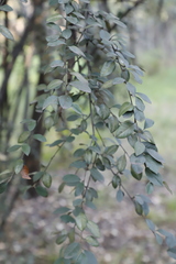 Cotoneaster pannosus
