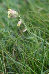 Auriculatae
