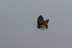 Troides minos