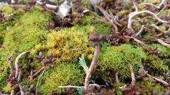 Syntrichia montana