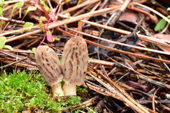 Morchella brunnea