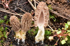 Morchella brunnea