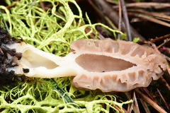Morchella brunnea