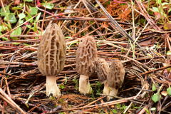 Morchella brunnea