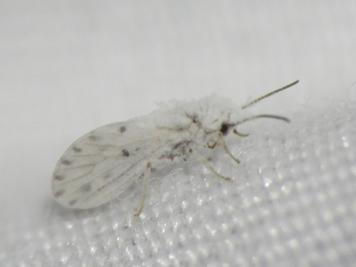 Neoconis marginata