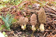 Morchella brunnea