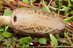 Morchella brunnea