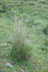 Stipa splendens