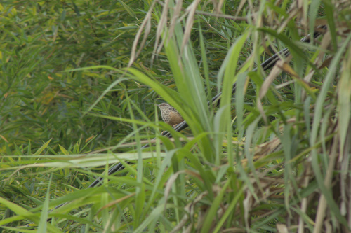 Band-backed Wren (Campylorhynchus zonatus), photo 3