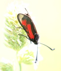 Zygaena punctum