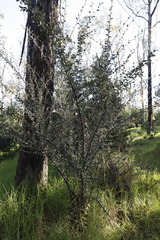 Cotoneaster pannosus